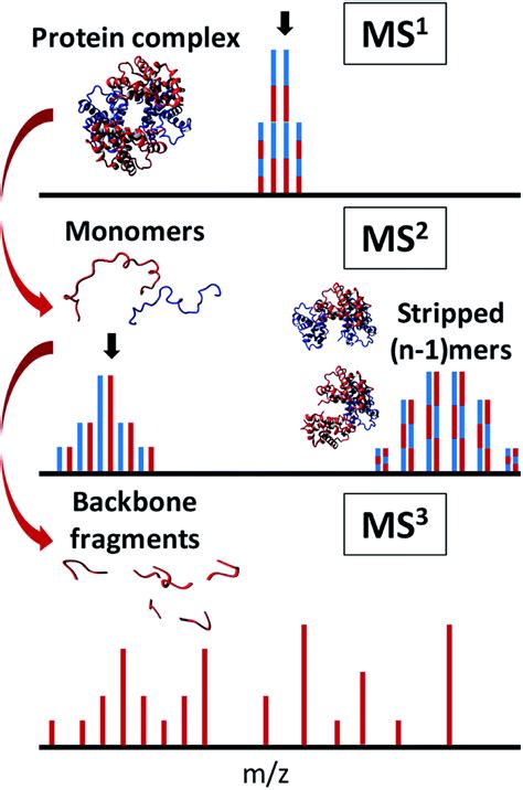 Higher Order Structural Characterisation Of Native Proteins And