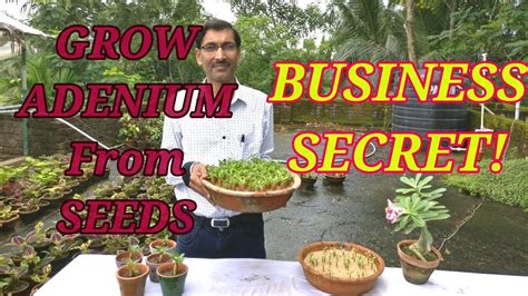 How To Grow Adenium From Seeds The Business Secret Revealed YouTube