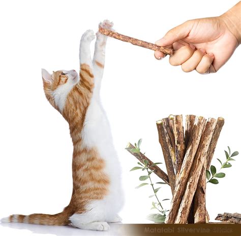 Amazon Rocendlor Pcs Pack Silvervine Sticks For Cats Cat Chew