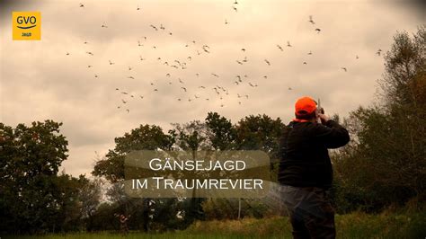 Gänsejagd im Traumrevier Aurich YouTube