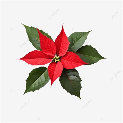 Dise O De Flores De Nochebuena Png Dibujos A O Nuevo Flor Roja