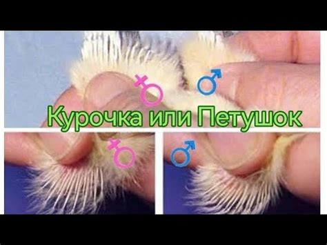 Как определить цыплёнока - курочка или петушок - YouTube