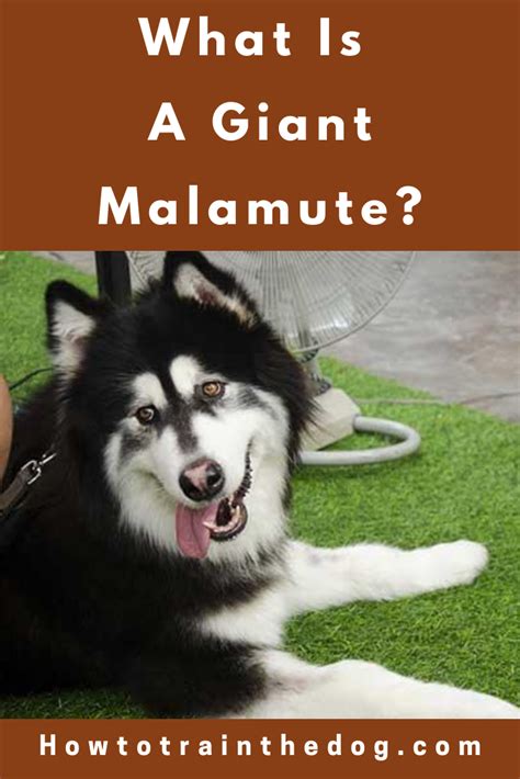 All About The Giant Alaskan Malamute Facts And Information Giant