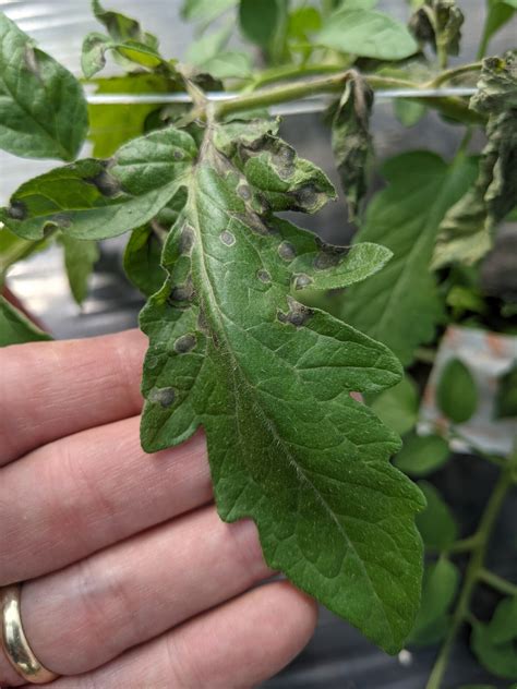 Tomato Spotted Wilt Of Tomato