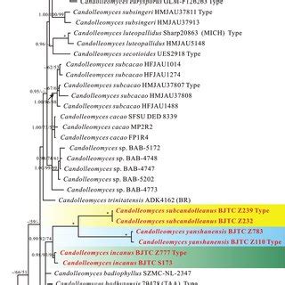 Multi Gene Phylogenetic Tree Obtained From The Bayesian Analysis