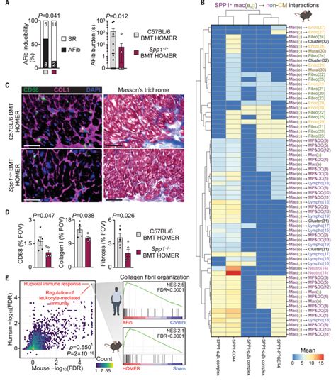 Macrophage Derived Spp Promotes Atrial Disease A Ep Study Of Afib