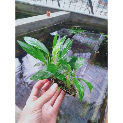 Jual Tanaman Aquascape Anubias Sp Media Pakis Lempeng Shopee Indonesia