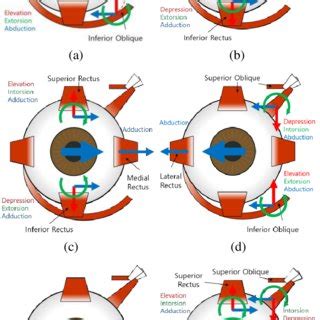 Extraocular muscles [8]. | Download Scientific Diagram