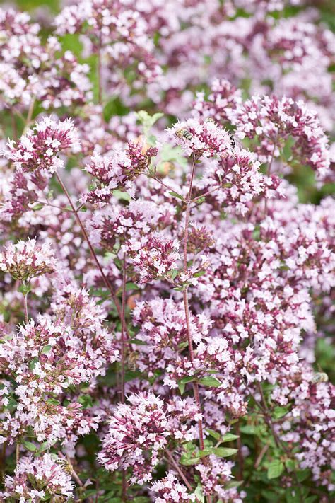 Oregano Origanum Vulgare Gentle Bild Kaufen 13701998