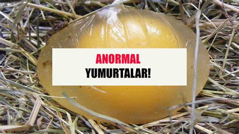 Anormal Yumurtalar Ift Sar L Kabuksuz Ift Kabuklu Sar S Z