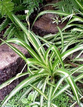 Les Plantes Vertes Fleur De Passion