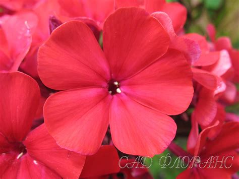 Сад Флоранс - Флоксы - (Phlox)