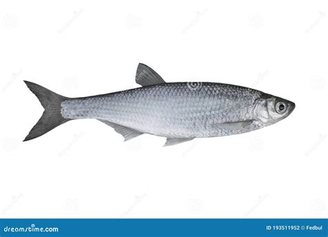 Common Bleak. Alive Ablet Fish Isolated On White Background Stock Photo ...