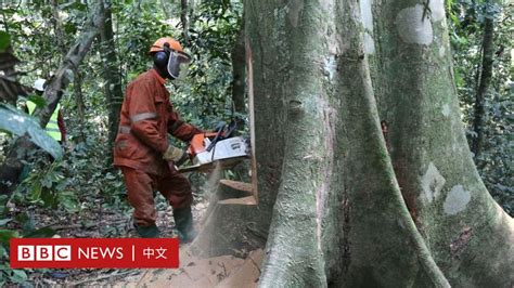 Cop26：各國領導人承諾到2030年停止砍伐森林 Bbc News 中文