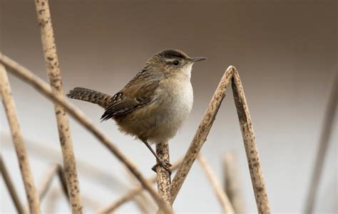 Pennsylvania Birds Identification Chart