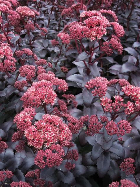 Hylotelephium Purple Emperor World Of Succulents Sedum Plants