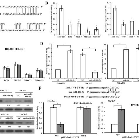 Mir 486 5p Inhibits Il 22 Induced Emt Through The Dock1 Nf κb Snail Download Scientific