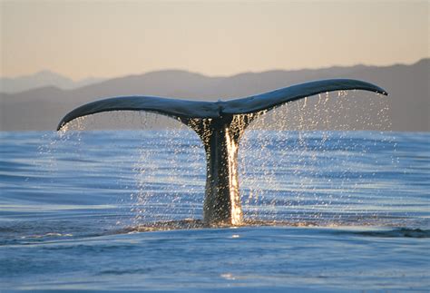 Nature and wildlife in New Zealand | 100% Pure New Zealand