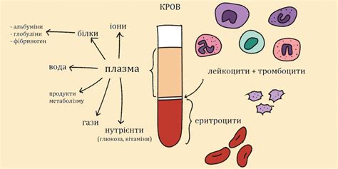 Що таке коагулограма і що показує цей аналіз - Medcentre.com.ua