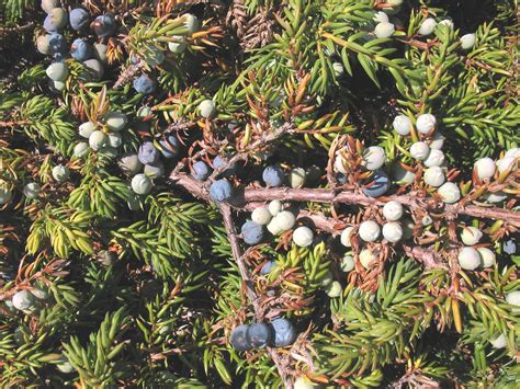 Juniperus communis (common juniper): Go Botany