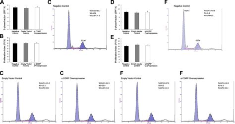 Cgrp Affects Bmscs Migration And Osteogenesis Via The Hippo Yap