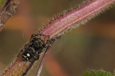 Daring Jumping Spider Phidippus Audax Arachtober Th Dann Thombs