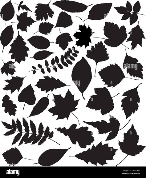 Vector Black Silhouettes Of Leaves Stock Vector Image Art Alamy