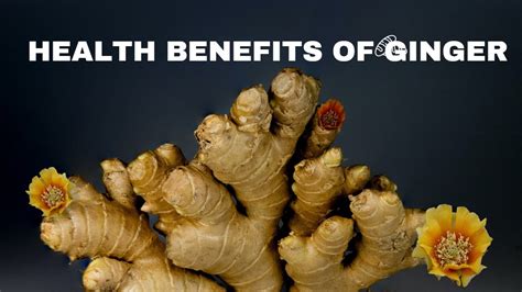 Health Benefits Of Ginger Benefits Of Ginger Root Health Benefit Of