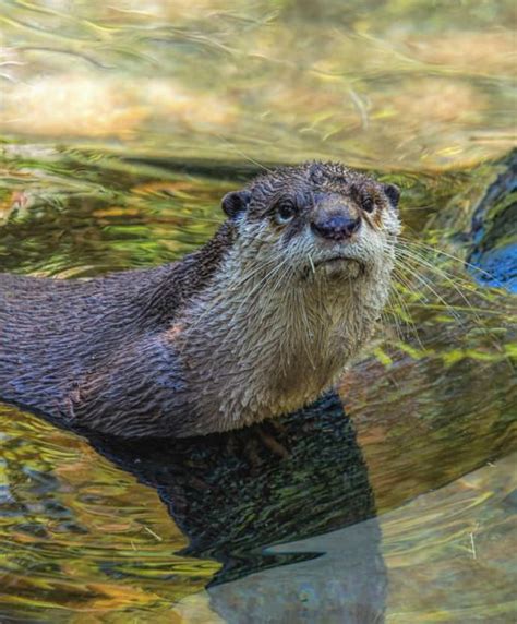 Sdzoo San Diego Zoo Water Animals Animals Wild