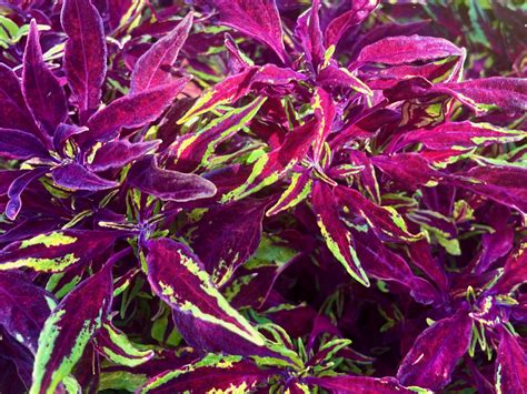 Coleus Flamethrower™ Chili Pepper Online Flower Garden