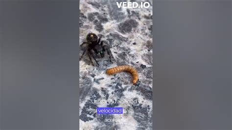 🕸️araña Del Salto Salticidae🕸️ Arañas Con Superpoderes🕷️ Arañas