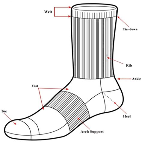 Classification Of Different Parts Of Socks Download Scientific Diagram