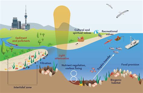 Managing The Impact Of Turbidity Nutrients And Sea Level Rise On