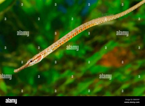 Freshwater Pipefish Hi Res Stock Photography And Images 60 Off