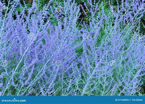 Russian Sage stock image. Image of purple, blossom, bloom - 57142893