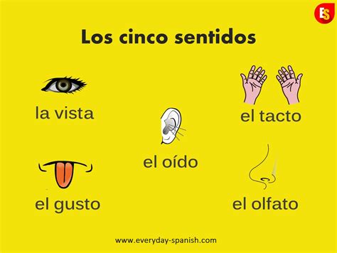 The 5 senses in Spanish Aprender español Hablar español Vocabulario