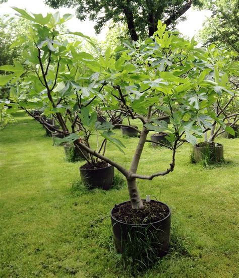 Potted Fig Tree