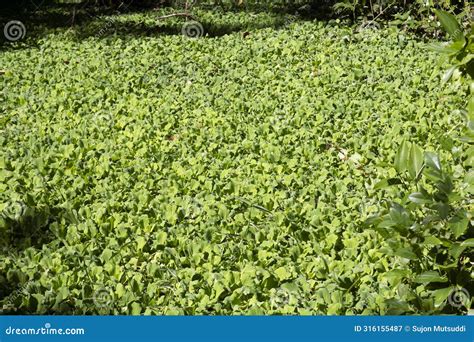 Pistia Stratiotes Is Often Called Water Cabbage Water Lettuce Nile