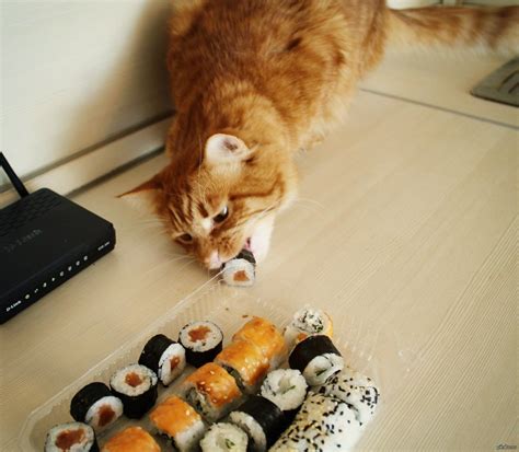 Котейка кушает роллы | Пикабу
