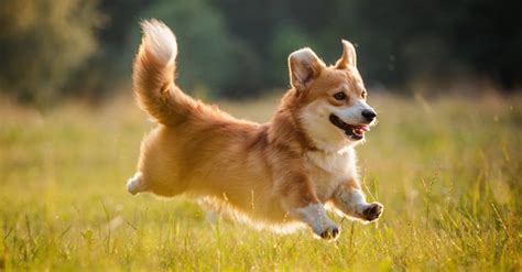 Corgi Lifespan: How Long Do Corgis Live? - A-Z Animals