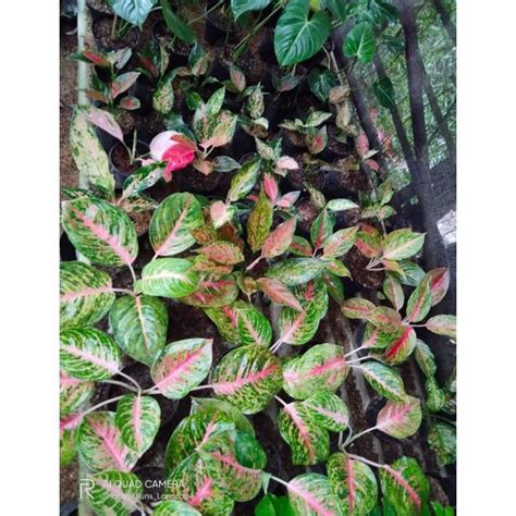 Jual Tanaman Hias Bunga Aglonema Big Papa Tanaman Hias Aglaonema MT