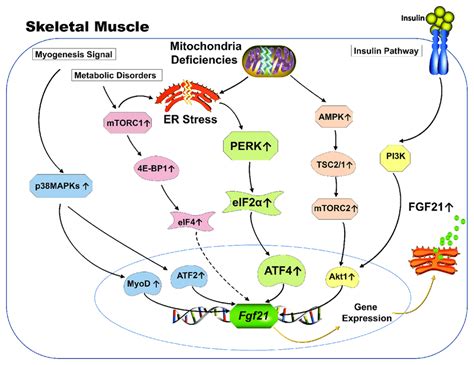 Fgf Mapk Pathway