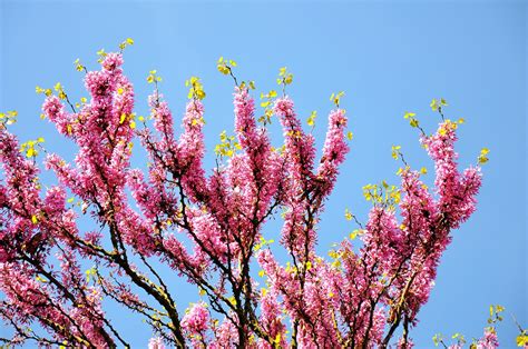 Free Judas Judas Tree Images Pixabay