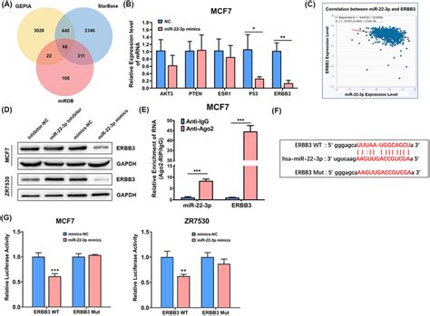 Errb Directly Targets Mir P In Brca A A Venn Diagram Showed