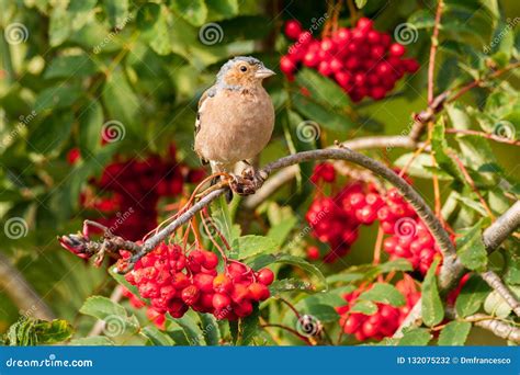 Finch Passerine Bird Mountain Italian Europe Stock Photo Image Of