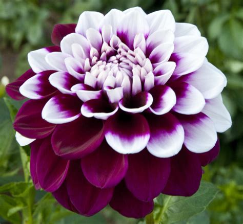 Tomo Decorative Dahlia Beautiful Flowers Unusual Flowers Flower Seeds