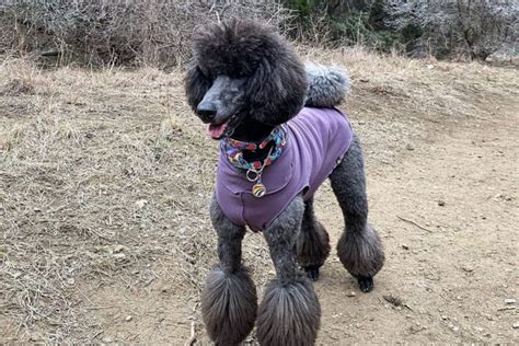 Blue Poodle Whats So Special About These Pooches