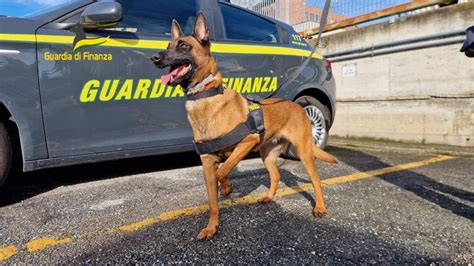 Torino così il super cane antidroga ha scoperto il trafficante L