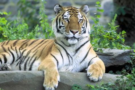 Free Picture Animal Big Cat Tiger Wild Cage