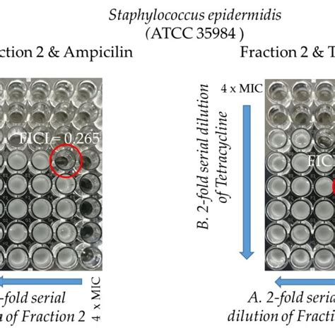 Effect Of The Combination Of Fraction F2 With Antibiotics Ampicillin